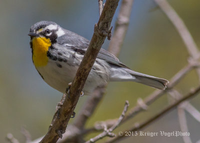 Yellow-throated Warbler 3841.jpg