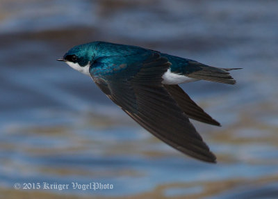 Tree Swallow 3882.jpg