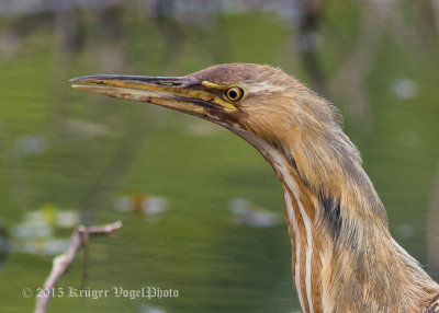 American Bittern (13)