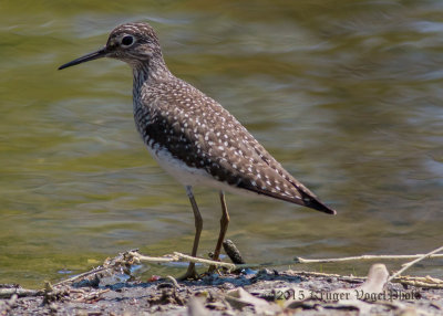 Solitary Sandpiper (6)