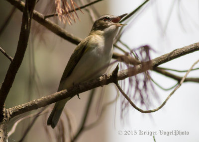 Red-eyed Vireo 9688.jpg