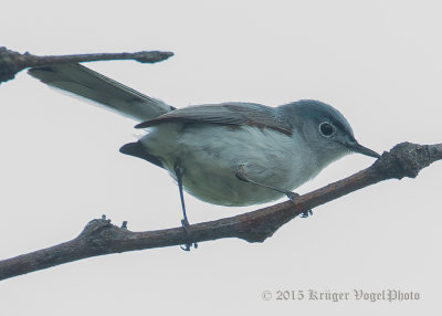 Blue-gray Gnatcatcher 9978.jpg