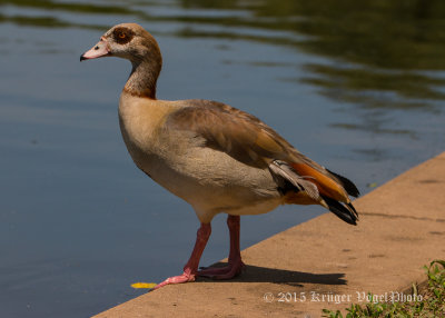 Egyptian Goose (5)