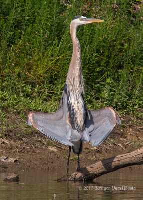 Great Blue Heron 0468.jpg