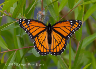 Viceroy 0490.jpg