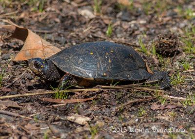 Spotted Turtle 3561.jpg