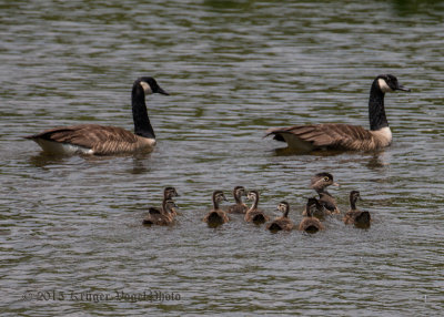 Wood Duck family & Canada Geese 0578.jpg