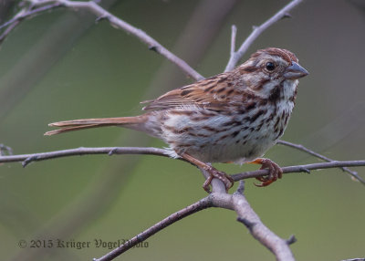 Song Sparrow 0641.jpg