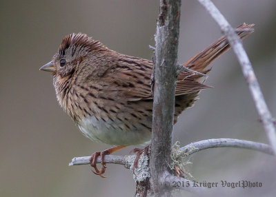 LIncoln's Sparrow 0968.jpg