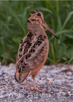 American Woodcock (1)