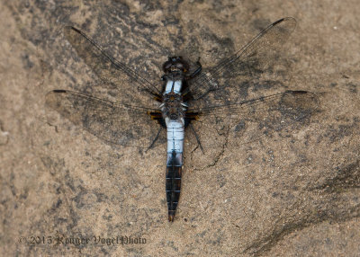 Chalk-fronted Corporal (male) 1077.jpg