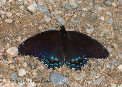Red-spotted Purple 1046.jpg
