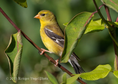 American Goldfinch (female) 1306.jpg