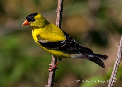 American Goldfinch (male) 1328.jpg