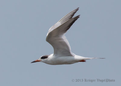 Common Tern 0808.jpg