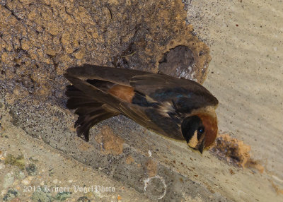 Cliff Swallow (5)