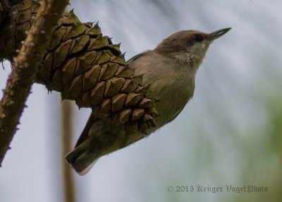 Brown-headed Nuthatch (2)
