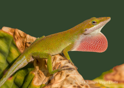 Green Anole (4)