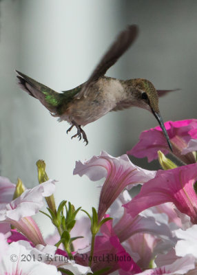 Ruby-throated Hummingbird (female) 1841.jpg