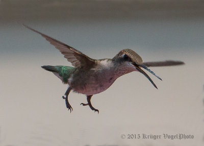 Ruby-throated Hummingbird (female) 1743.jpg