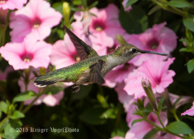 Ruby-throated Hummingbird (female) 1807.jpg