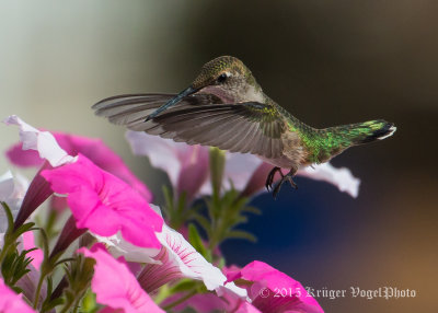 Ruby-throated Hummingbird (female) 1872.jpg