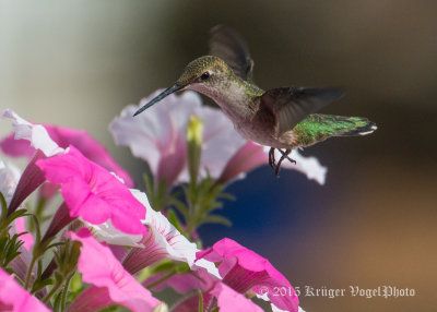 Ruby-throated Hummingbird (female) 1873.jpg