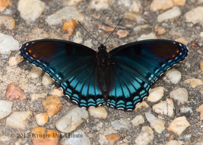 Red-spotted Purple 1480.jpg