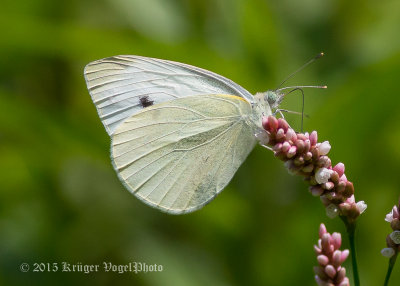 Cabbage White 1881.jpg