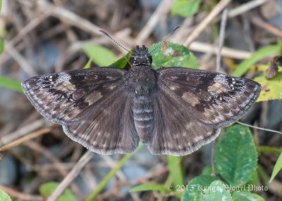 Horace's Duskywing (female) 1926.jpg