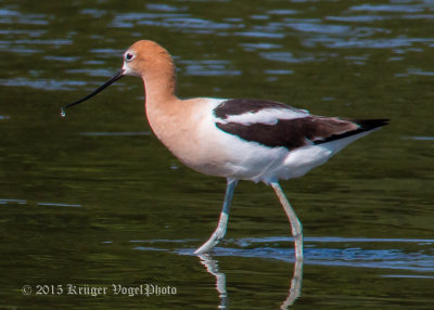 American Avocet (17)