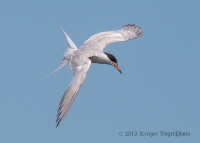 Forster's Tern (8)