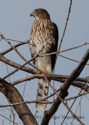 Cooper's Hawk (juvenile) 2779.jpg