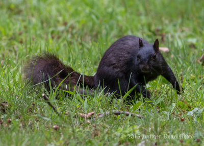 Black Squirrel 2880.jpg