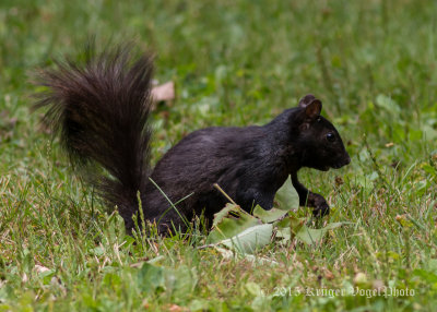 Black Squirrel 2882.jpg