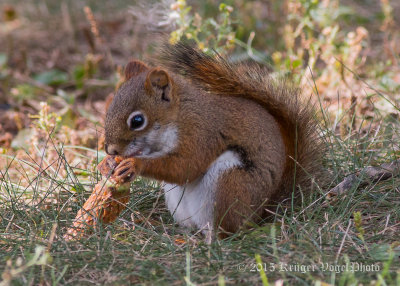 American Red Squirrel (1)