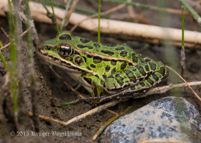 Northern Leopard Frog 2889.jpg