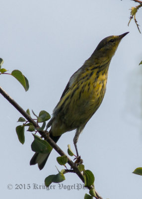 Cape May Warbler (female) 2920.jpg