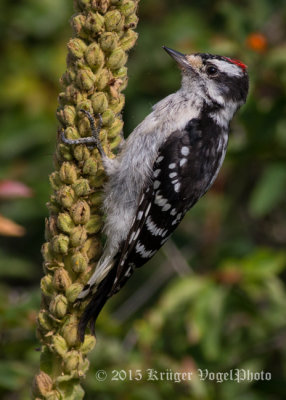 Downy Woodpecker (male) 2968.jpg