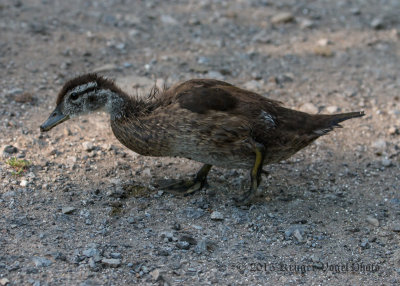 Wood Duck (juvenile) 2899.jpg