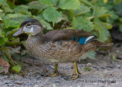 Wood Duck (juvenile male) 2901.jpg