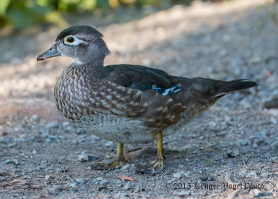 Wood Duck (female) 2907.jpg