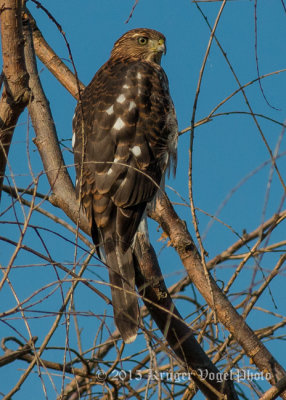 Cooper's Hawk (juvenile) 3043.jpg