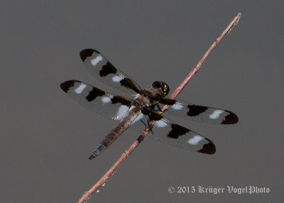 Twelve-spotted Skimmer (immature male) 3068.jpg