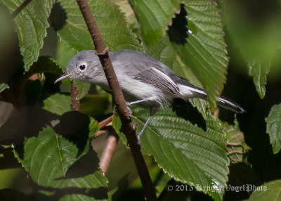 Blue-gray Gnatcatcher 3186.jpg