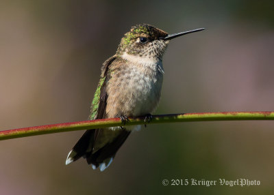 Ruby-throated Hummingbird 3225.jpg