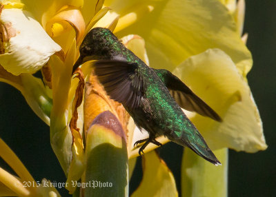 Ruby-throated Hummingbird 3328.jpg