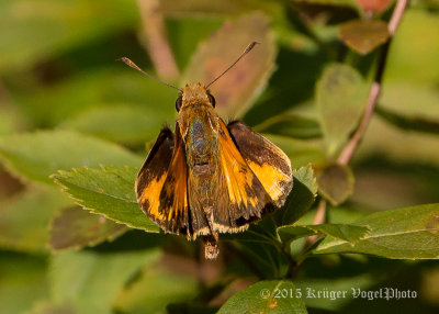 Zabulon Skipper 3317.jpg