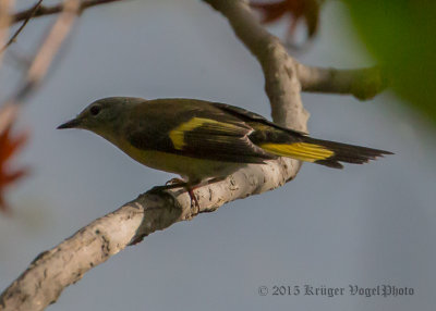 American Redstart (female) 3471.jpg