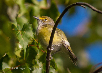 White-eyed Vireo 3667.jpg